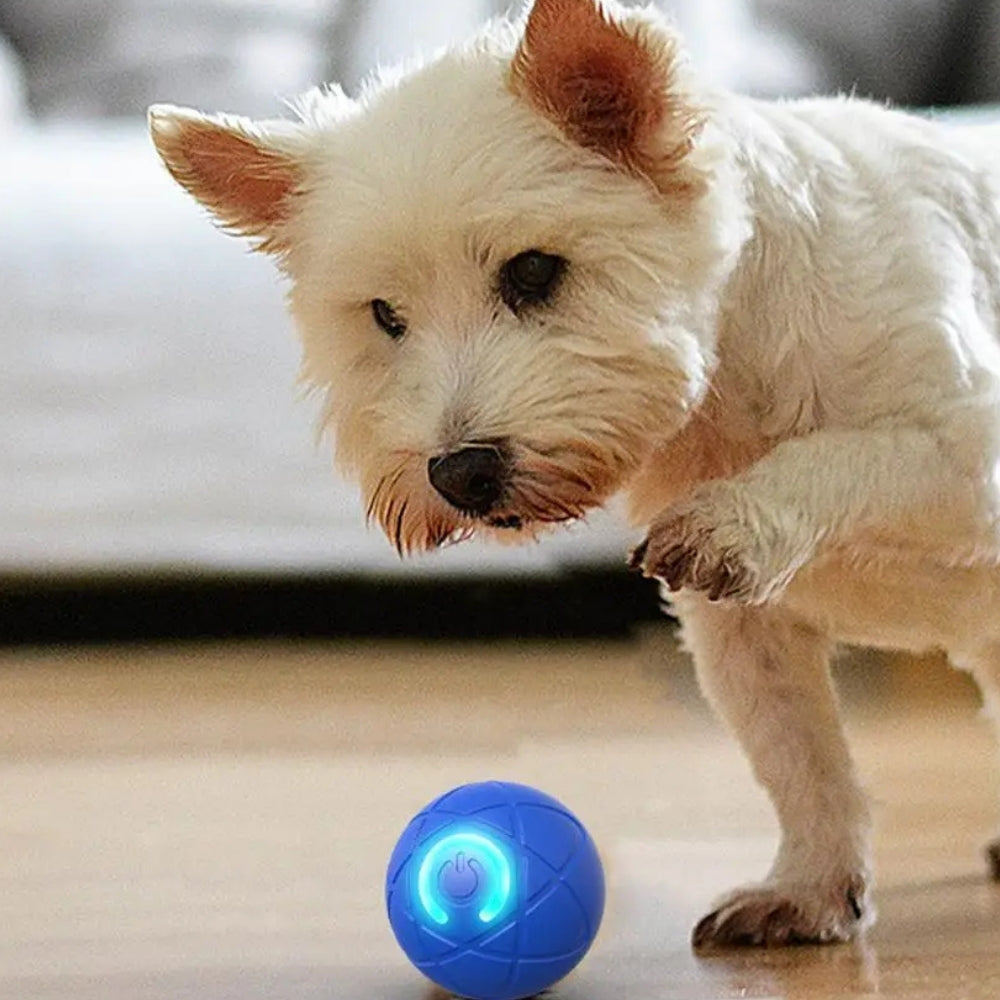 PawSpin – Interactive Car Rolling Toy for Dogs & Cats