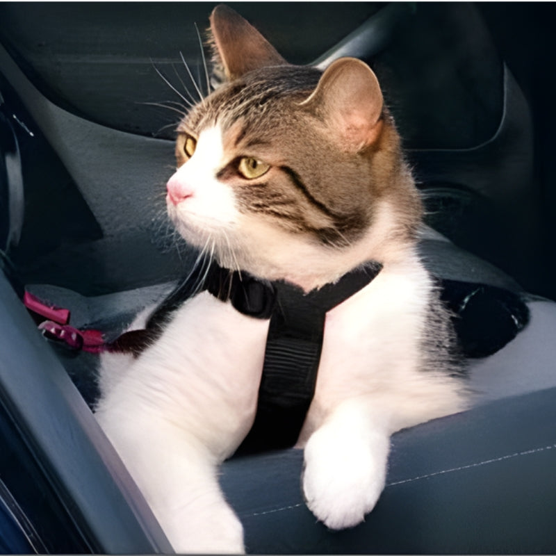 PawSecure – Adjustable Seat Belt for Dogs and Cats